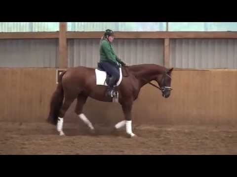 Danone II-Latimer/ Trak. gelding * 2010 for sale