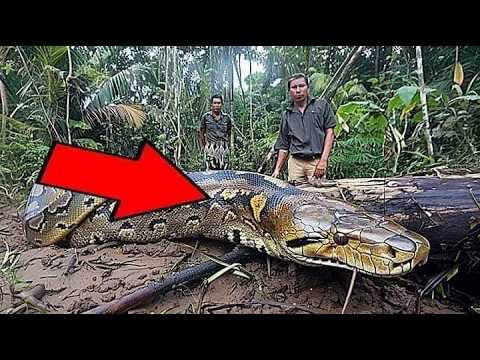 Gli operai edili fermano tutto quando vedono cosa ha mangiato questo serpente gigante