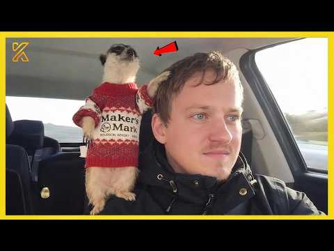 🐾 When Pets and Humans Are Meant to Be Together 😍 NEW Funny Animal Videos 2026!