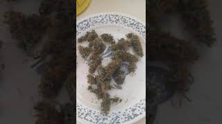 ZKITTLEZ HARVEST!😍