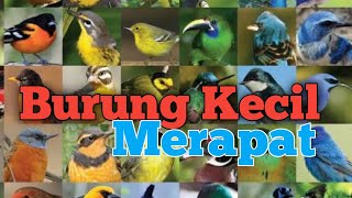 Download lagu Suara Burung Pleci, Sogon, Konin, Prenjak, Kolibri, Ciblek PIKAT mp3
