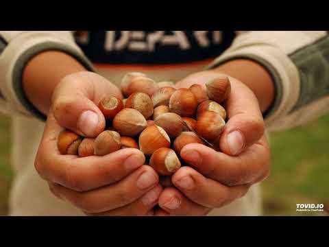 Sauja Riesutu - Acoustic ALNA | daina apie meile