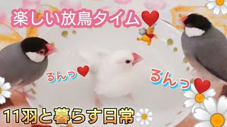 【文鳥】11羽ののんびり楽しい放鳥タイム☆