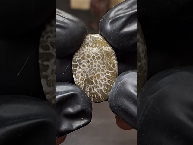 حجر فوسيل احفوري طبيعي