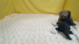 ハーフ犬の動画01