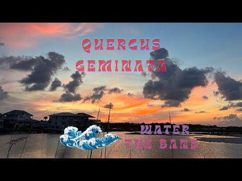 Water Usa - Quercus Geminata - Misc Originals