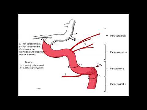 Внутренняя сонная артерия.