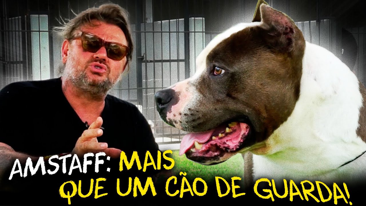 AMERICAN STAFFORDSHIRE TERRIER: MAIS QUE UM PITBULL!