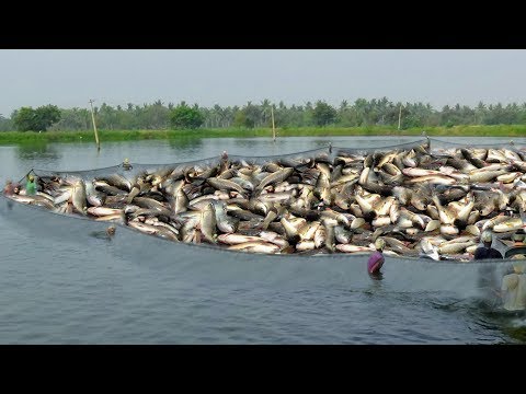 Rohu fish catching at pond