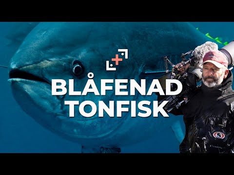 Blåfenad tonfisk i Öresund