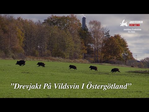 "Drevjakt På Vildsvin I Östergötland" (Följ med jaktfeber på Drevjakt)