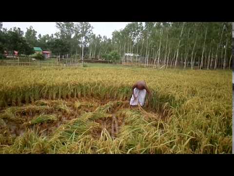 ধানের নমুনা শস্য কর্তন