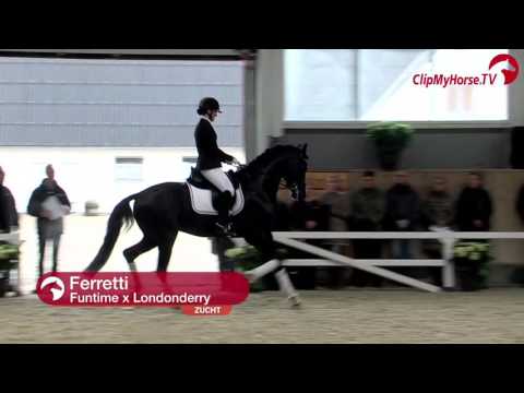 Impressionen | Hengstschau HP Horses 2017