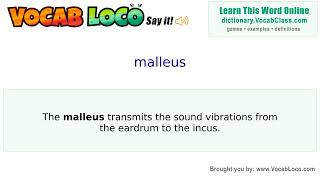 Video thumbnail for malleus