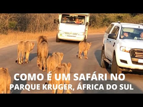 Veja em detalhes como é fazer um safári na África do Sul!