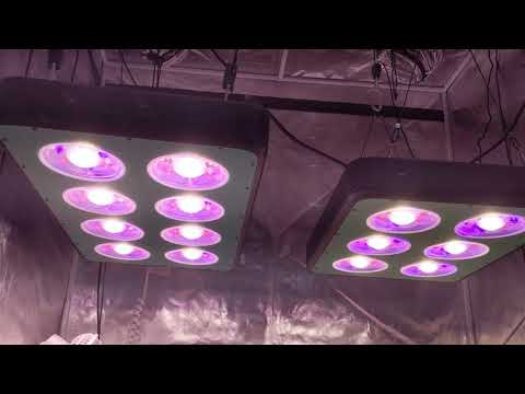 4x4 Super Skunk Different Pot Size Auto Flower Grow Episode 3