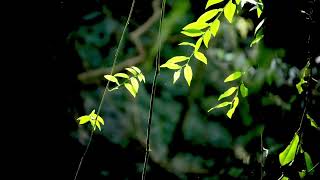 【炮子崙瀑布】2025年3月25日星期二晴時多雲🌤️