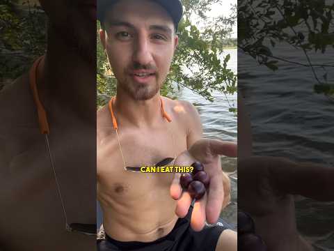 Can I eat these large purple berries? 🍇