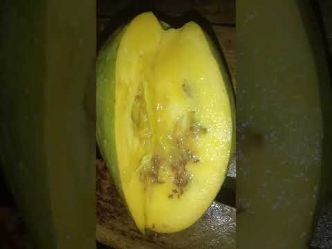 మామిడి పండు పైకి ఫ్రెష్ గా వుంది లోపల ఎలా వుందో చుడండి 🥭🥭
