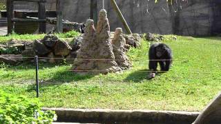 preview picture of video '2014 Portugal   Western Algarve, Chimpanzé, Chimpanzee, Lancement du Poids, Premier Essai'