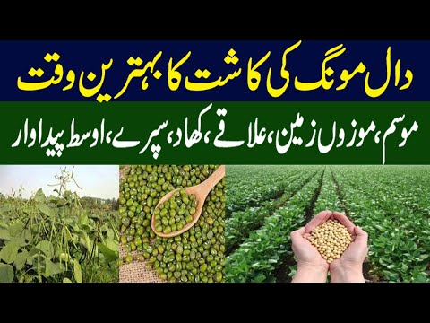 , title : 'Moong Ki Kasht | Moong Cultivation in Pakistan |  Green Gram | Pulses Cultivation in Pakistan ||'