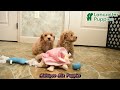 Mixed Breed dogs for sale: Duchess - Video 1