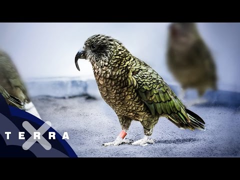 Keas - Die schlausten Vögel der Welt?