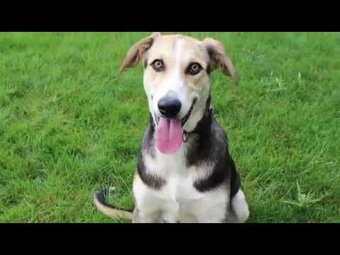 Ninette. Protectora Malagon. ADOPTADA