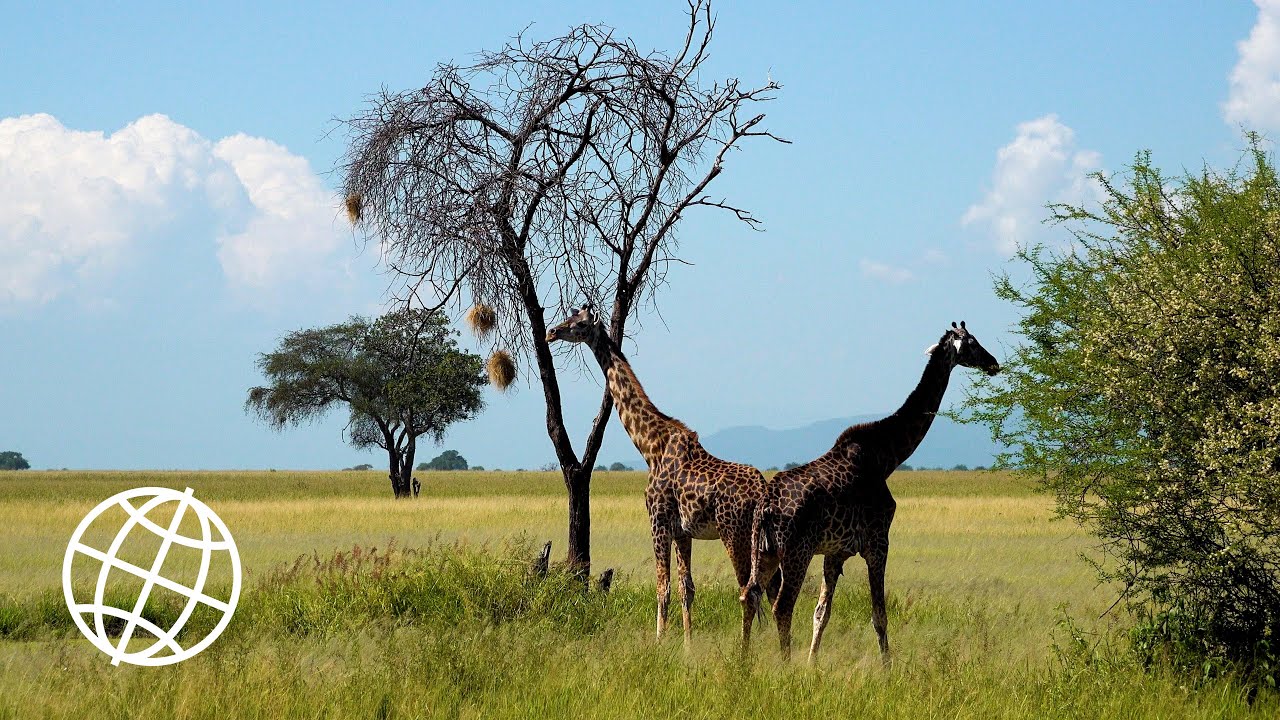 Tarangire National Park, Tanzania in 4K Ultra HD