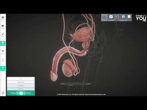 Männliche Geschlechtsorgane