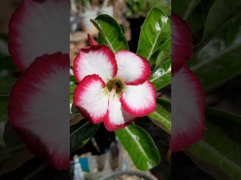 Rosa do deserto cabana#rosadodeserto#plantas#flores#nordeste#piauí#jardinagem