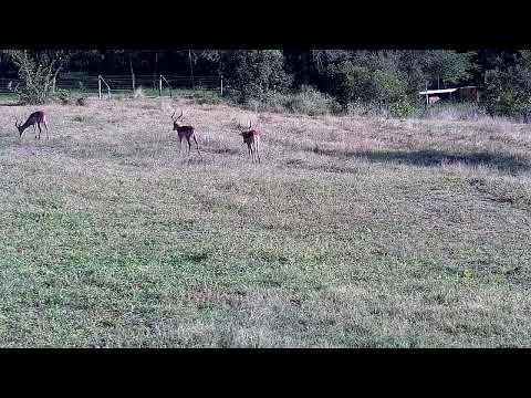 Djuma: Three Impala rams - 07:57 - 05/06/2022