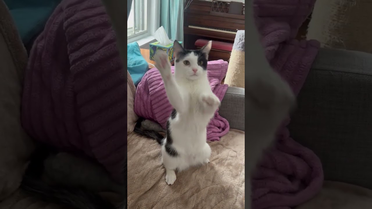 Enlarge Steffie (Sponsored Fee), a Adoptable mixed breed in Lombard, IL video 6/6