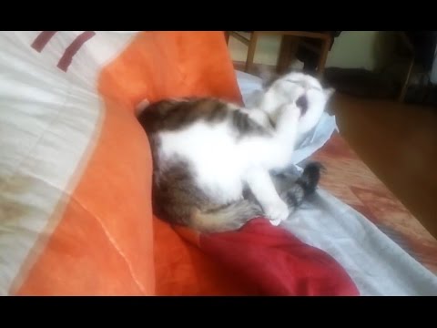 YouTube video about: Why do cats kick themselves?