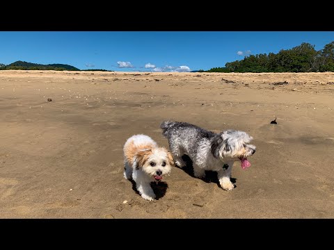 Patch and Nahla at the Beach (Malshi Beach Fun)