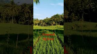 Download lagu Tisaprak Hj Dodi #shorts #dangdut #dangdutkoplo #popsundahits mp3 Download lagu Tisaprak Hj Dodi #shorts #dangdut #dangdutkoplo #popsundahits mp3