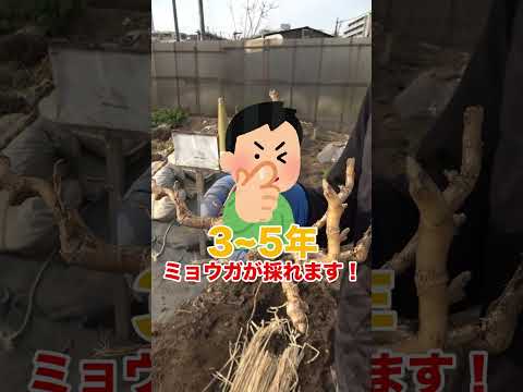 多年生野菜 茎を楽しむ 植物は有毒な葉を保つ レシピをテストする