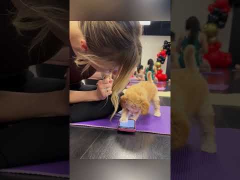 Puppy yoga:Masters of Unwinding 🐶😂#doga #dogsoftiktok #yoga #funny #fry