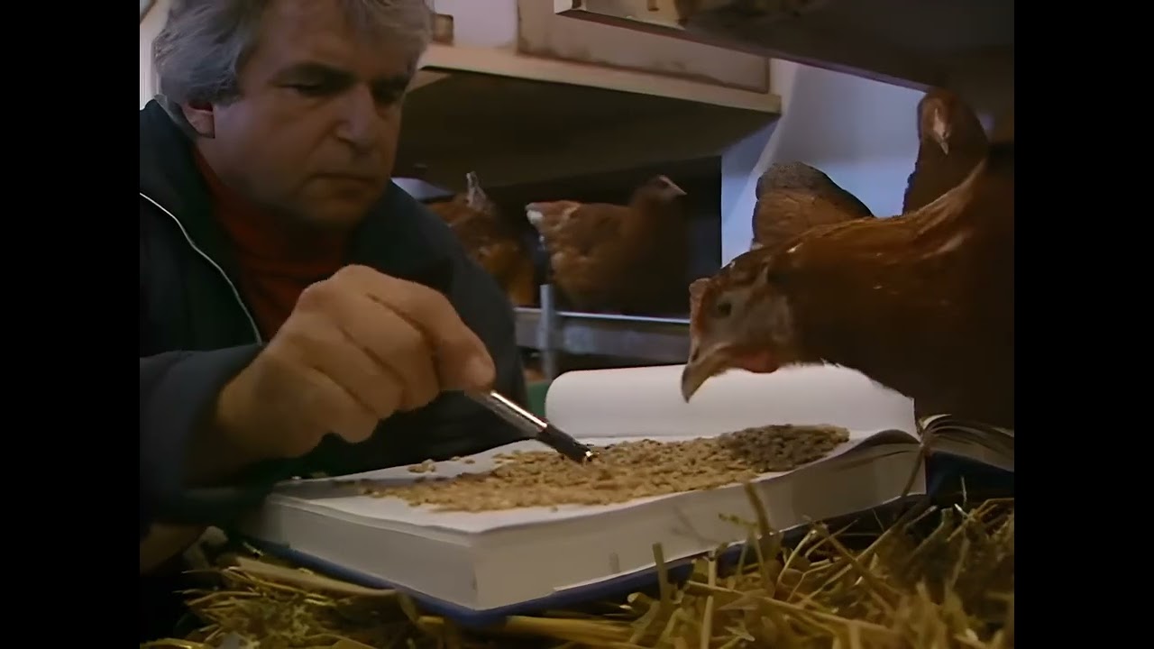 009 ChickenPick (Enhanced 4K)