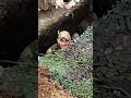 This Russian soldier laughs at Ukrainian Drone  see What happened next