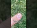 The WORLD’S SMALLEST Fishing Hook! Would you use it? #fishing #shorts