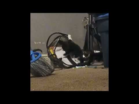 watch my kittens play ..