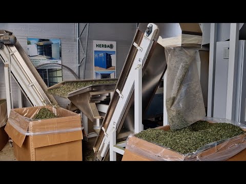 Processing line for threshing, rebling and separation - processing of melissa