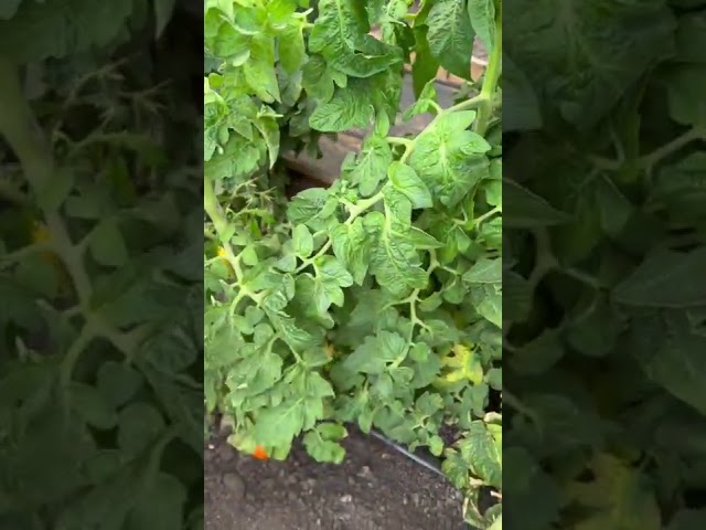 Семена Помидор Званый Вечер Купить