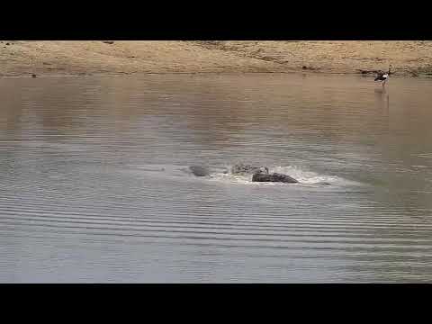 Djuma: Two Hippos interacting - 06:07 - 10/30/21