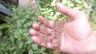 তুলসী বীজ সংগ্রহ করার নিয়ম | তুলসীর বীজ