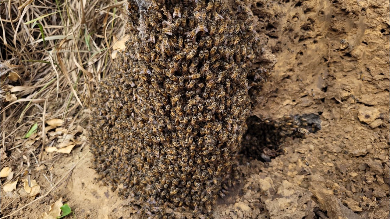 Enxame ATACOU Agricultor fomos resgatar /captura para iniciantes