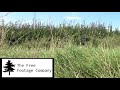 Camera in grass #2 with Grasshopper sounds Stock Footage FREE, no copyright, Full HD