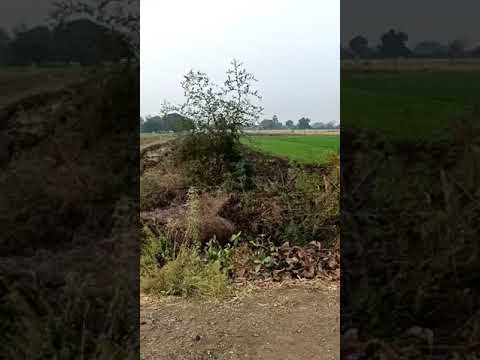  Agricultural Land 6 Acre for Sale in Mouza Salai, Nagpur
