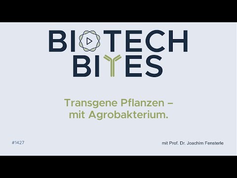 Biotech-Bites - Transgene Pflanzen mit Agrobakterium.